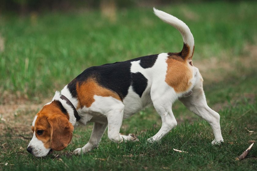 Beagle beim Schnüffeln