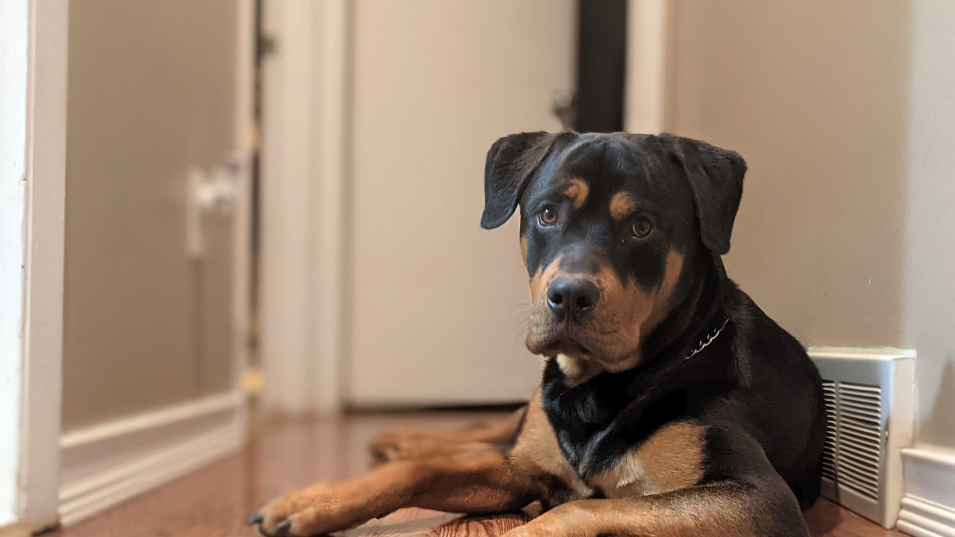 Altersvorsorge für deinen Rottweiler: So sorgst du für ein langes und gesundes Leben Altersvorsorge für deinen Rottweiler: So sorgst du für ein langes und gesundes Leben