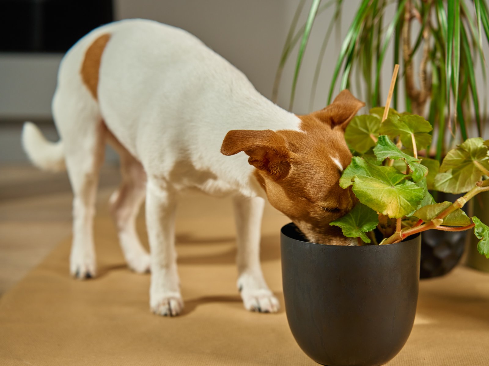 Ungiftige Pflanzen fr Haustierbesitzer  sicher fr Hund & Katze