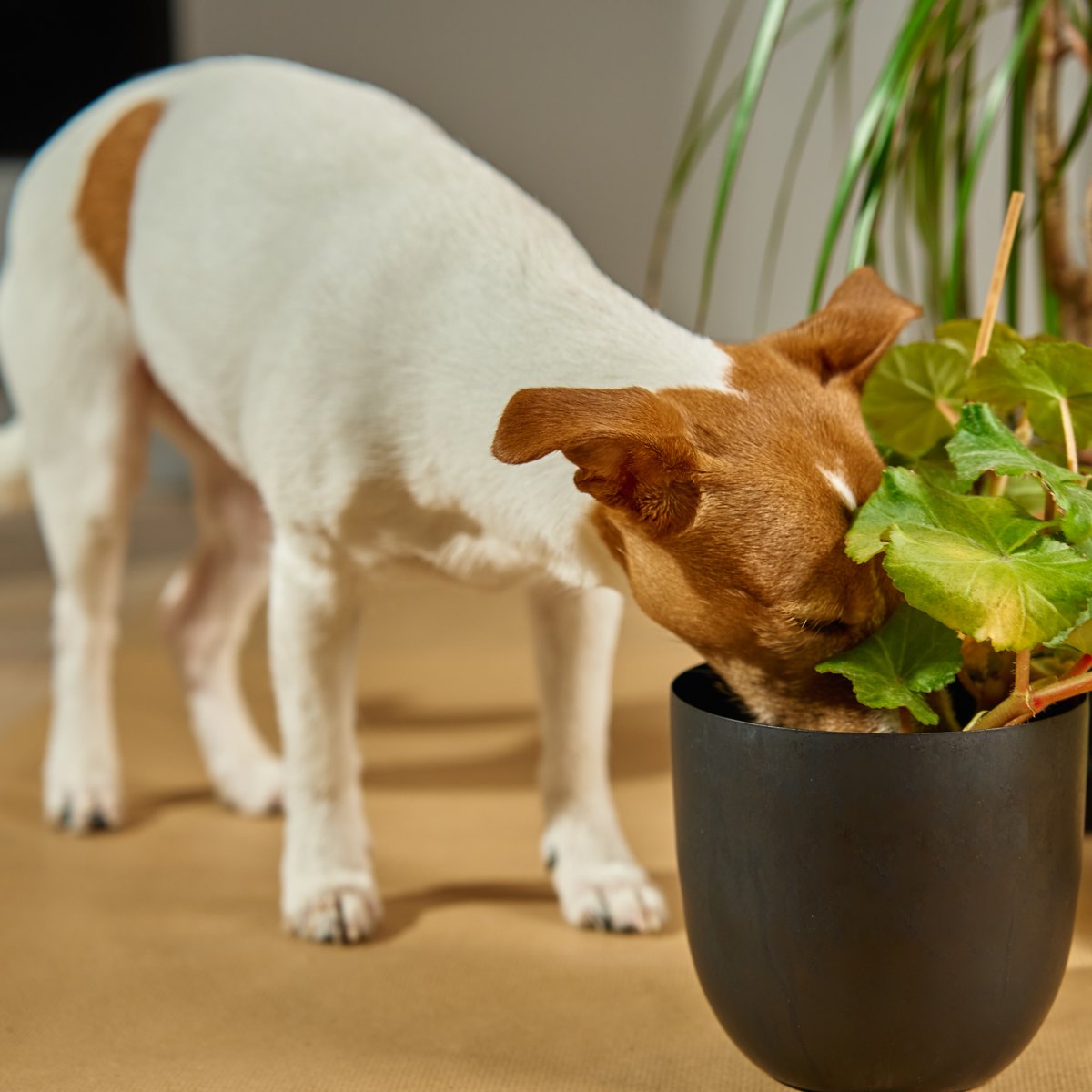 Ungiftige Pflanzen fr Haustierbesitzer  sicher fr Hund & Katze