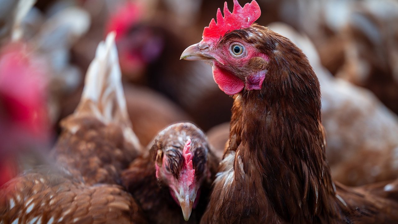 Die Vorfreude aufs Futter steht dem Huhn ins Gesicht geschrieben.