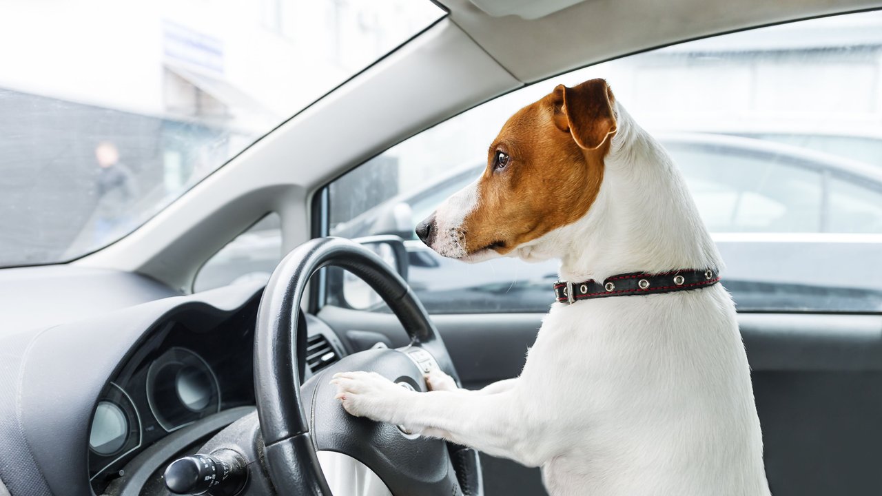 Süßer Jack Russell sitzt hinter dem Steuer in einem Auto
