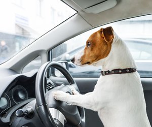 Unterwegs mit vier Pfoten: Autositze für Hunde im Test für eine sichere Fahrt