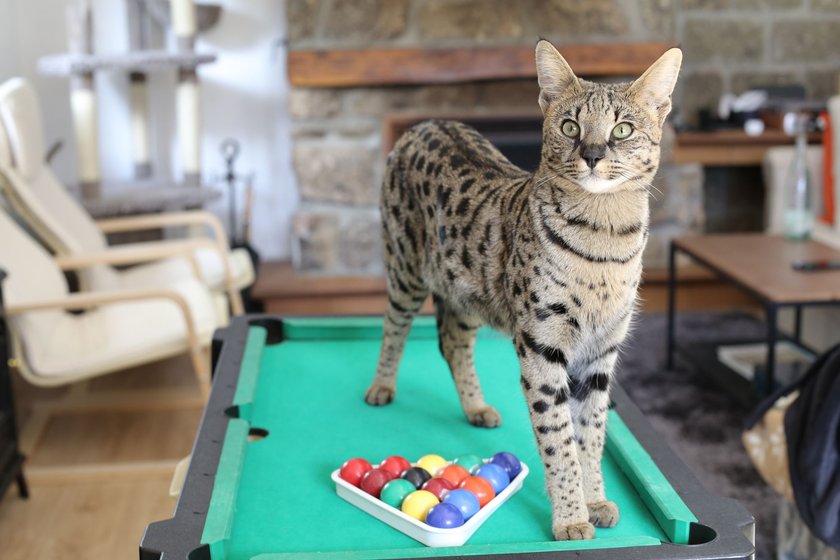 Savannah Katzen erinnern optisch an kleine Leoparden.