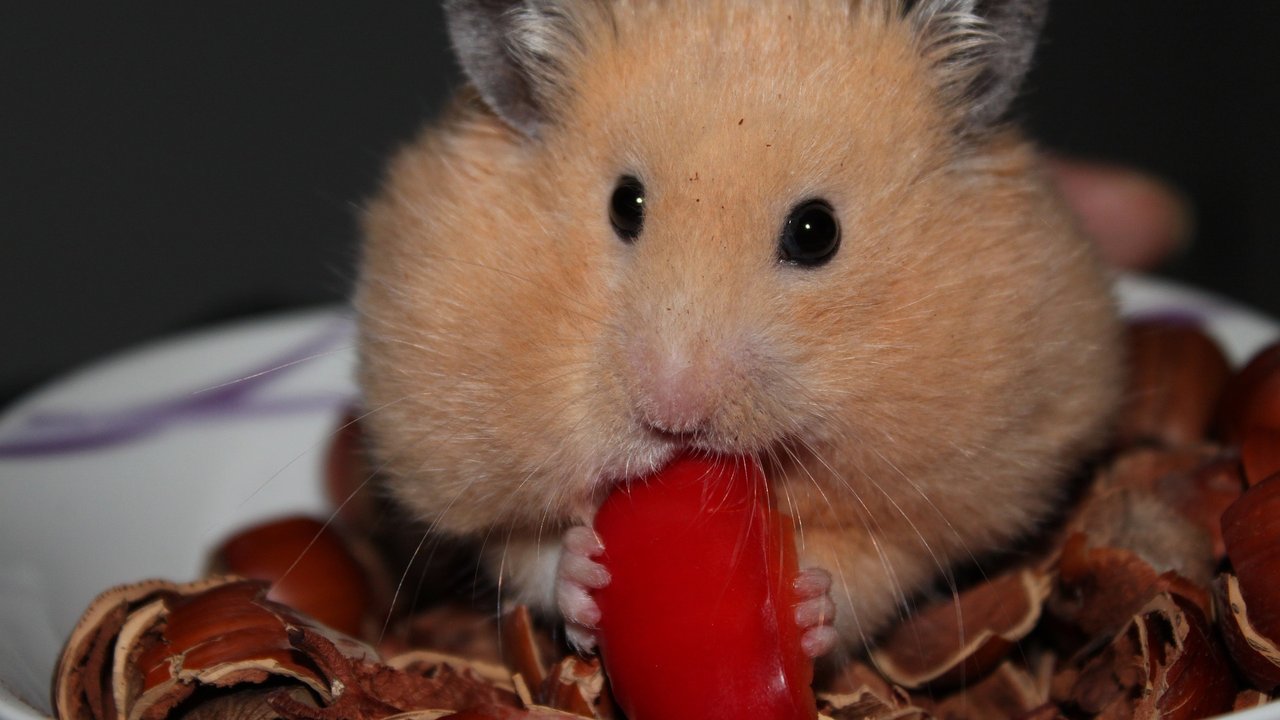 Ein Snack zwischen den Pfoten ist bei Hamstern sehr beliebt.