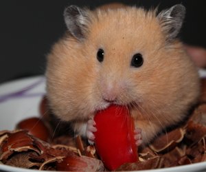 Dürfen Hamster Wassermelone essen? So verträglich ist der Sommersnack