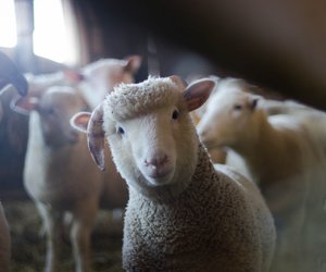 Welche Tiere schlafen im Stehen? Wir erklären es für Kinder