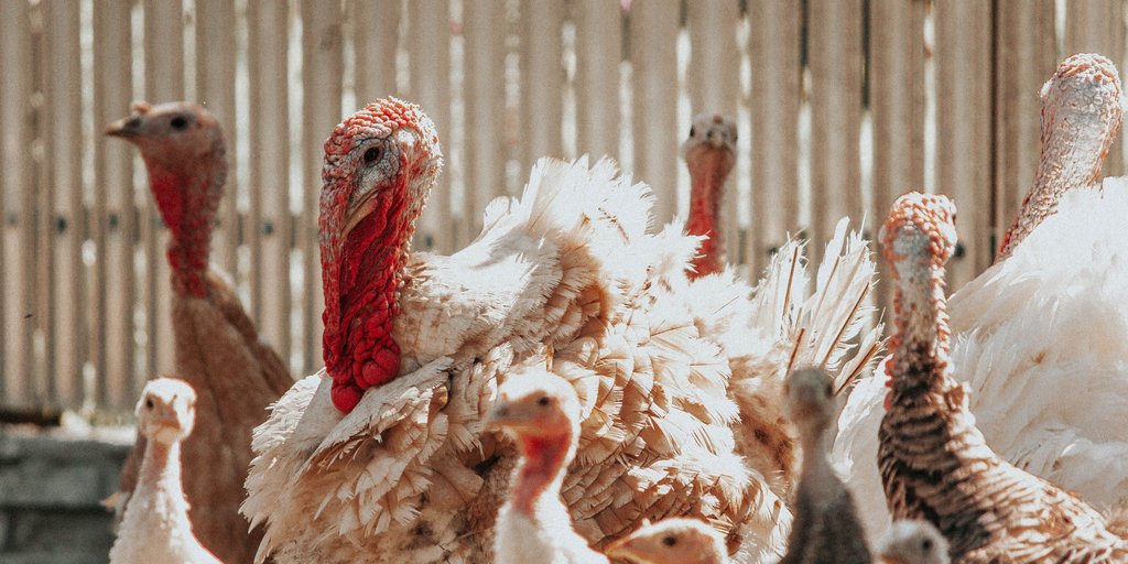 LARA Truthahn & Huhn – Pflegeprodukt Für Geflügel, Nur Zur äußerlichen Anwendung