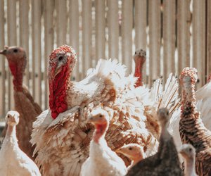 Pute und Truthahn – Was ist der Unterschied?