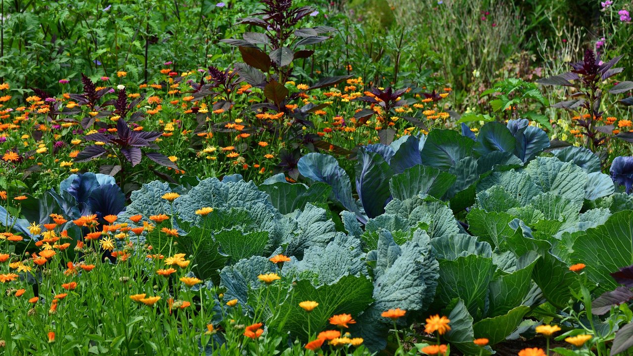 Ein Holzzaun sorgt für mehr Strukur im Garten.