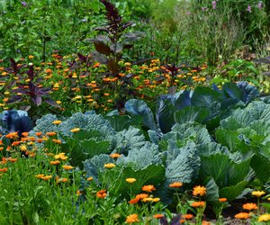 Dieser praktische Amazon-Holzzaun verschönert Rasen und Beete in deinem Garten