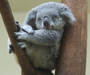Niedliches Video: Erstes Koala-Baby nach Buschbränden in Australien geboren