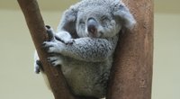 Niedliches Video: Erstes Koala-Baby nach Buschbränden in Australien geboren
