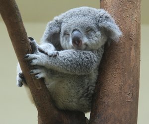 Niedliches Video: Erstes Koala-Baby nach Buschbränden in Australien geboren