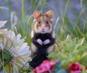 Diese 6 Fakten über Hamster verblüffen dich mit Sicherheit!