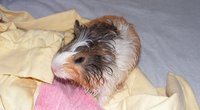 Nagerwissen: Können Meerschweinchen schwimmen?