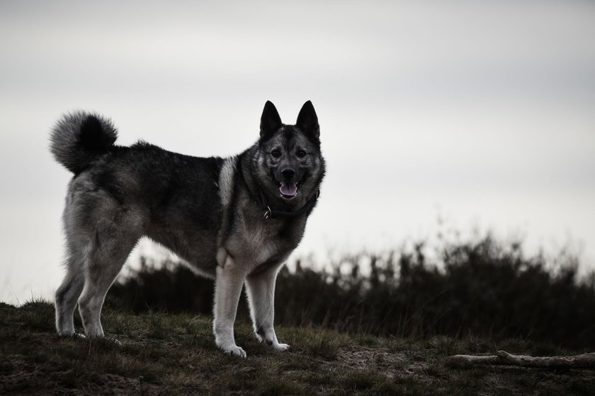 Norwegischer Elchhund