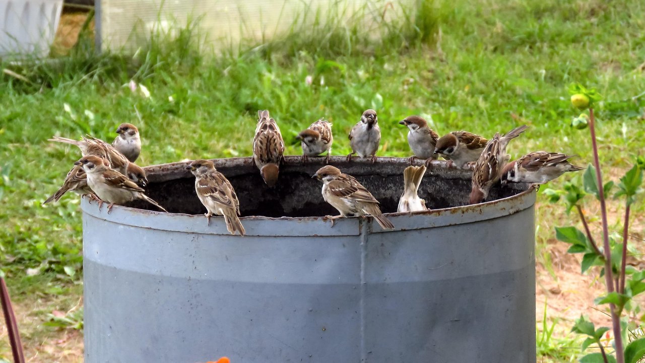 Sperlinge sind gesellig und häufig in Gruppen anzutreffen.