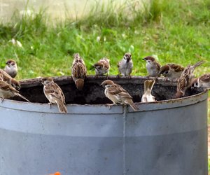 Haussperling und Feldsperling: So kannst du die Vögel auf den ersten Blick unterscheiden