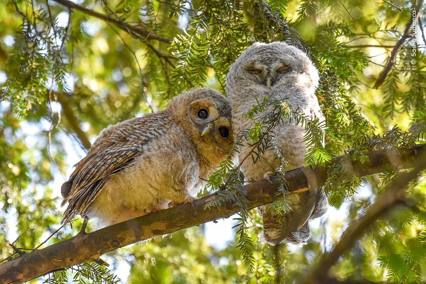 Sasha Jumanca finds two tawny owlets curiously watching people walking by. 