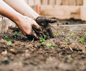Aufpassen beim Anbau: Diese verbotene Pflanzen können zu rechtlichen Strafe führen