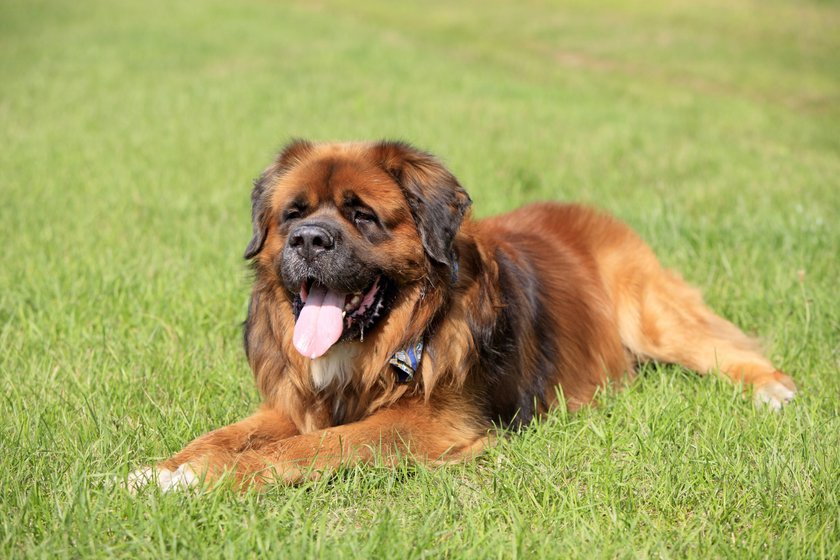 Germanischer Bärenhund