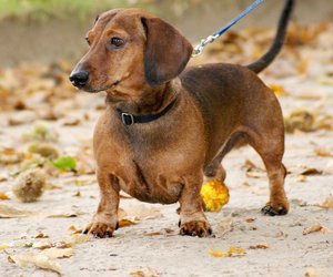 Die stursten Hunderassen: Diese 4 Hunderassen sind eigensinnig