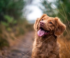 Dürfen Hunde Leberwurst essen? Das solltest du wissen