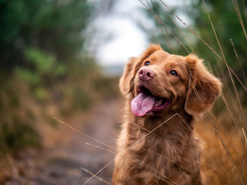 Hunde freuen sich über Leckerli als Aufmerksamkeit.