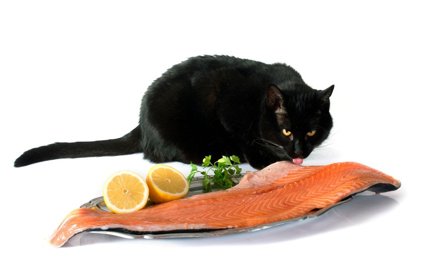 Lachs ist für Katzen eine wahre Delikatesse.