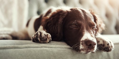 Haustierbesitzer aufgepasst: Bei Amazon gibt es diesen Bestseller-Pfotentrimmer zum kleinen Preis