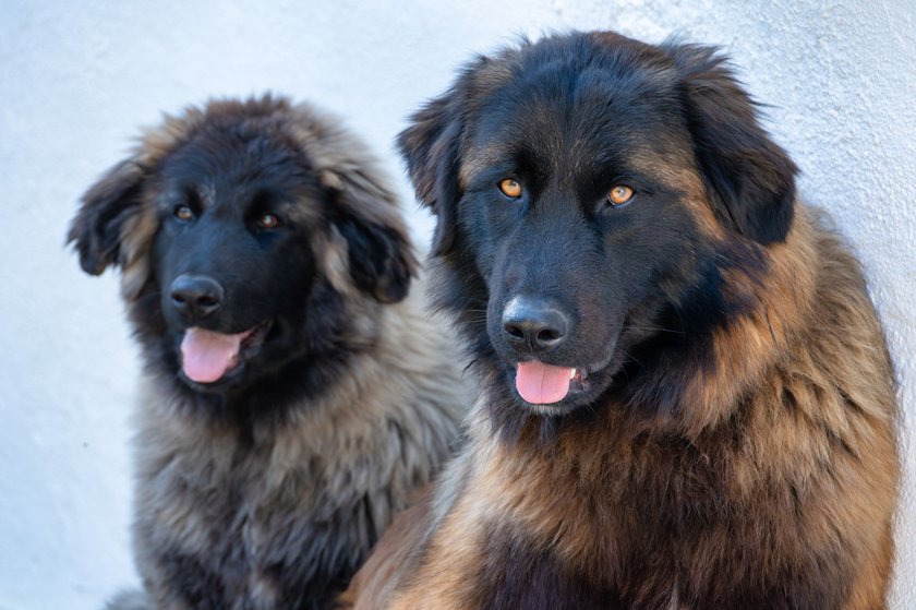 two Serra da Estrela dogs, showcasing their fluffy coats and expressive eyes in detail.