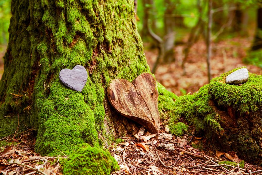 Sprüche für die Traueranzeige: Herz auf Baum