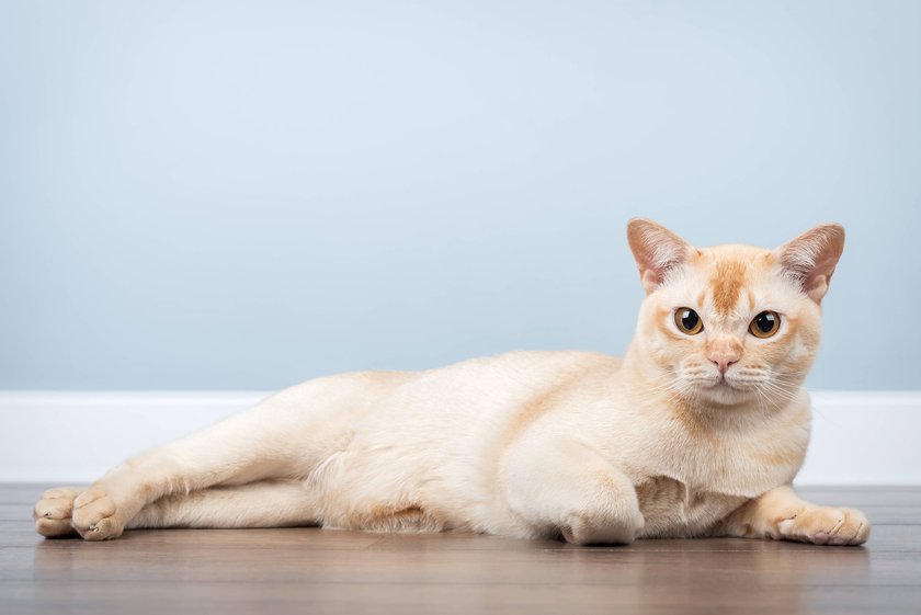 Auf dem Boden liegende burmesische Katze