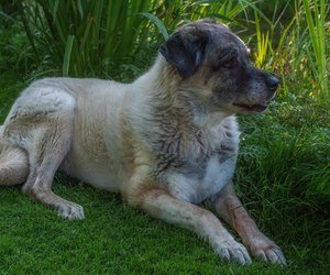 Der Kangal: Größe und Gewicht des starken Hirtenhundes