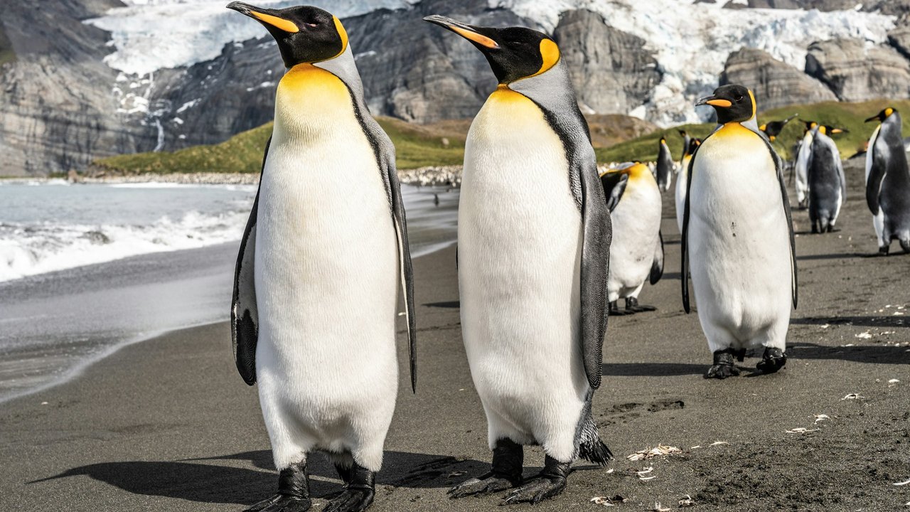 Pinguine leben an Land in Kolonien zusammen.
