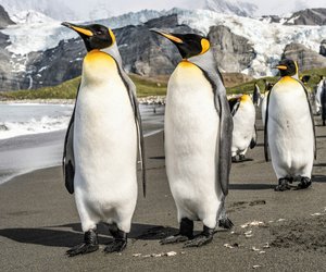 Der Pinguin: Hat er Federn oder Fell? Sei gespannt