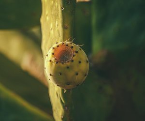 Kaktusfeige & Schwangerschaft: Dürfen Schwangere die Frucht verzehren?