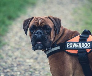 Wie alt werden Boxer? So viele Lebensjahre kann die Hunderasse erreichen