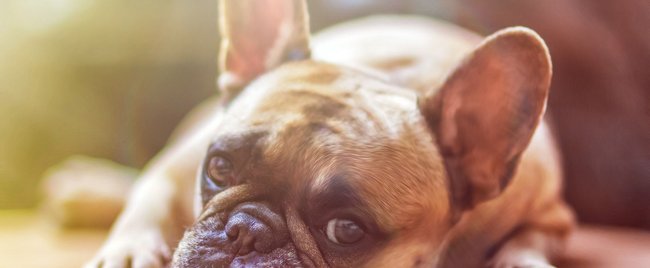 Keine Lust auf Wasser: Diese Hunde halten sich davon gerne fern