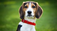 Fencheltee für den Hund: Eine gute Idee?