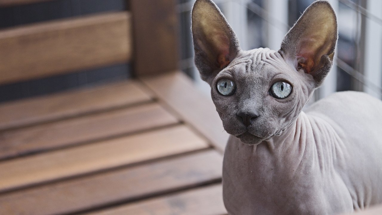 Sphynx Katzen haben eine ähnlich hohe Lebenserwartung wie klassische Hauskatzen.