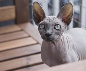 Wie hoch ist die Lebenserwartung bei einer Sphynx Katze?