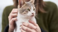 Dürfen Katzen Eier essen? Tipps zur Ernährung eures Vierbeiners