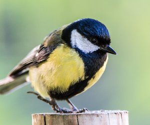 Blaumeise oder Kohlmeise: Das ist der Unterschied zwischen den beiden Vögeln