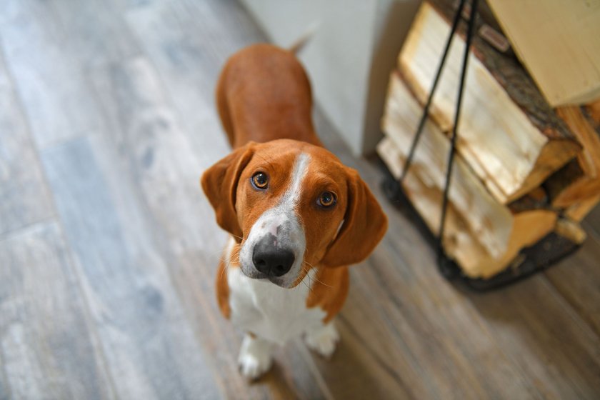 Drever, breed of dog, short-legged scenthound from Sweden used for hunting deer and other game. Drever is descended from Westphalian Dachsbracke. Focus on eyes