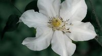 Ist die Clematis giftig? Eine unterschätzte Schönheit