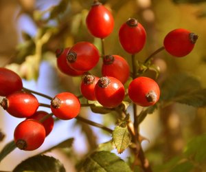 Hagebutte&#x20;in&#x20;der&#x20;Schwangerschaft&#x3A;&#x20;Das&#x20;sollten&#x20;Schwangere&#x20;&#x00FC;ber&#x20;die&#x20;Fr&#x00FC;chte&#x20;wissen