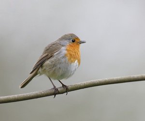 Der kleine Gartenbesucher: Diese Fakten über Rotkehlchen überraschen dich garantiert!