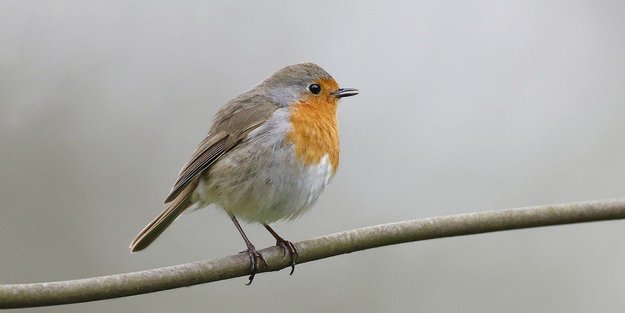 So hast du Rotkehlchen noch nie gesehen: 5 Fakten, die dich staunen lassen